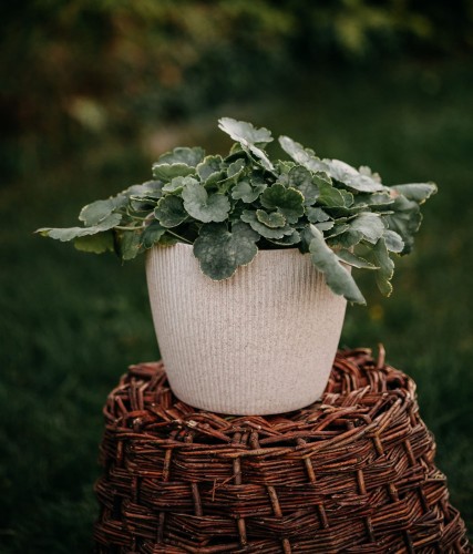 żuraweczka-Heucherella-Heucherella-zielonapara-zielona-para-sadzonka-0757.jpg