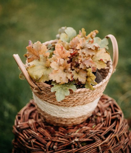 zurawka-heuchera-marmalade-zielonapara-sadzonka-duza-zdrowa-pomaranczowo-brazowe-liscie