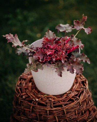 żurawka-czerwona-Heuchera-red-zielonapara-zielona-para-sadzonka-0772.jpg