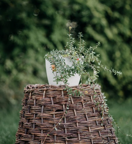 Żurawina wielkoowocowa Howes 