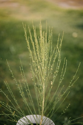żarnowiec-miotlasty-Cytisus-scoparius-zielonapara-zielona-para-sadzonka-0643.jpg