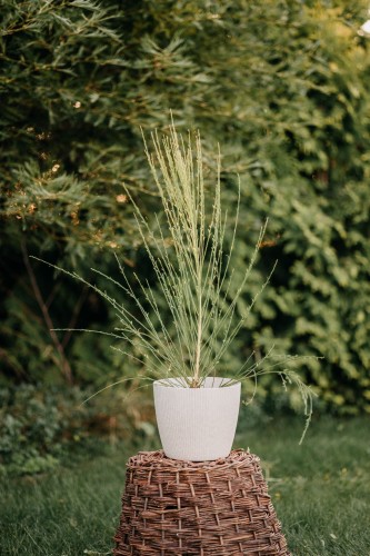żarnowiec-miotlasty-Cytisus-scoparius-zielonapara-zielona-para-sadzonka-0642.jpg