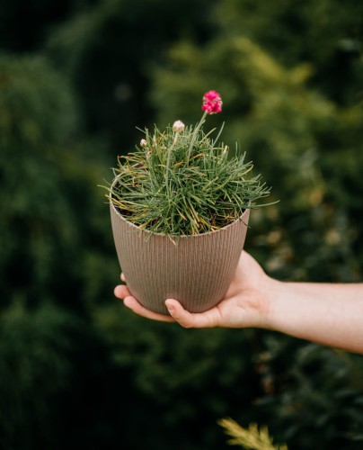 zawciag-nadmorski-armeria-maritima-abbey-deep-rose-zielonapara-sadzonka-duza-zdrowa-rozowe-kwiaty