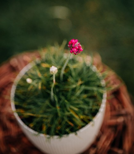 zawciag-nadmorski-armeria-maritima-abbey-deep-rose-zielonapara-sadzonka-duza-zdrowa-rozowe-kwiaty