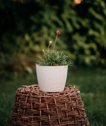 zawciag-nadmorski-armeria-maritima-abbey-deep-rose-zielonapara-sadzonka-duza-zdrowa-rozowe-kwiaty
