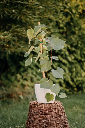 Winogron winorośl Alden