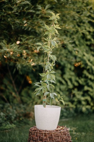 winobluszcz-pieciolistkowy-parthenocissus-quinquefolia-czerwieniejace-liscie-silnie-rosnace-pnacze-sadzonka-sadzonki-zielona-para-zielonapara