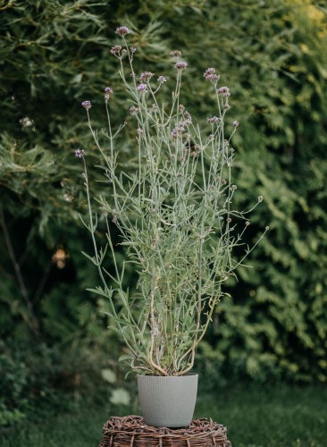 werbena-patagonska-Verbena-bonariensis-zielonapara-zielona-para-sadzonka-0280.jpg