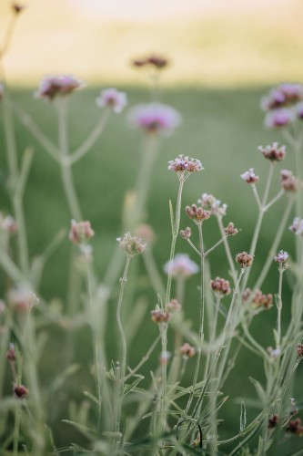 werbena-patagonska-Verbena-bonariensis-zielonapara-zielona-para-sadzonka-0283.jpg