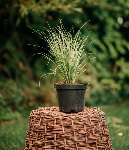 turzyca-zimozielona-dwukolorowa-Carex-evergold-dwukolorowa-zielonapara-zielona-para-sadzonka-0795.jpg