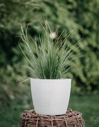 turzyca-palmowa-Lady-Sunshine-Carex-phyllocephala-zielonapara-zielona-para-sadzonka-0312.jpg