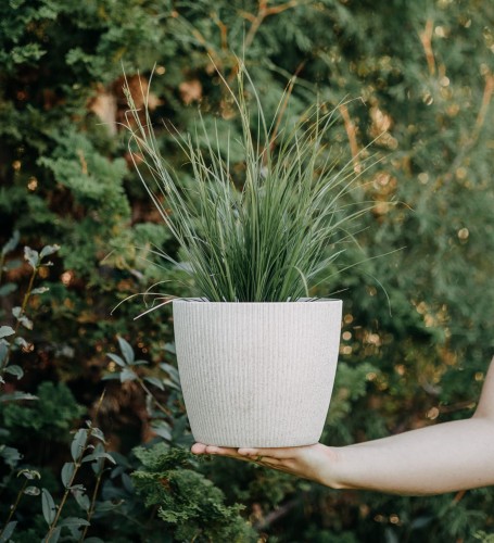 turzyca-palmowa-Lady-Sunshine-Carex-phyllocephala-zielonapara-zielona-para-sadzonka-0314.jpg