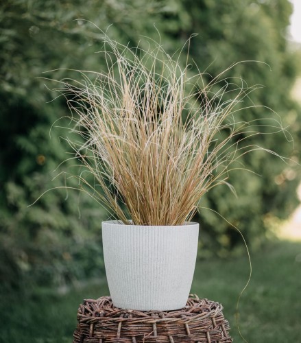 turzyca-Bronze-Form-Carex-Bronze-Form-zielonapara-zielona-para-sadzonka-0309.jpg
