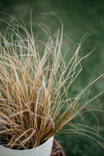 turzyca-Bronze-Form-Carex-Bronze-Form-zielonapara-zielona-para-sadzonka-0311.jpg