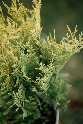 tuja-zachodnia-Thuja-occidentalis-zielonapara-zielona-para-sadzonka-0561.jpg