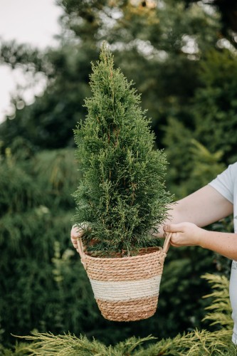 tuja-zachodnia-Szmaragd-Thuja-occidentalis-Szmaragd-zielonapara-zielona-para-sadzonka-0544.jpg
