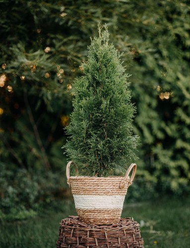 tuja-zachodnia-Szmaragd-Thuja-occidentalis-Szmaragd-zielonapara-zielona-para-sadzonka-0542.jpg