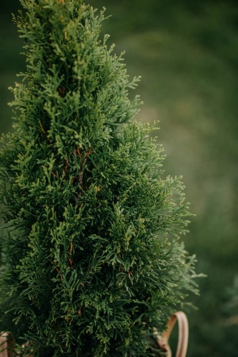 tuja-zachodnia-Szmaragd-Thuja-occidentalis-Szmaragd-zielonapara-zielona-para-sadzonka-0543.jpg