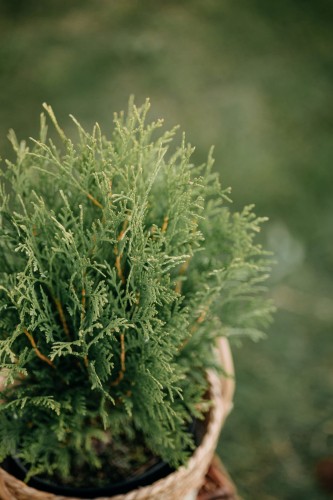 tuja-zachodnia-kulista-na-obwódki-Thuja-occidentalis-kulista-na-obwódki-zielonapara-zielona-para-sadzonka-0579.jpg