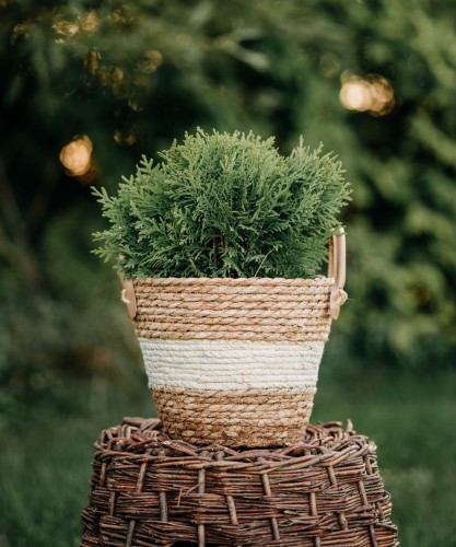 tuja-zachodnia-thuja-occidentalis-woodwardii-zielonapara-sadzonka-duza-zdrowa-kulisty-pokroj