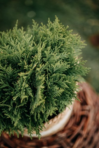 tuja-zachodnia-thuja-occidentalis-woodwardii-zielonapara-sadzonka-duza-zdrowa-kulisty-pokroj