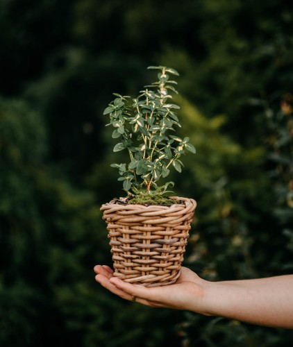 trzmielina-fortunea-euonymus-fortunei-emerald-gaiety-zielonapara-sadzonka-duza-zdrowa-pstre-bialozielone-liscie