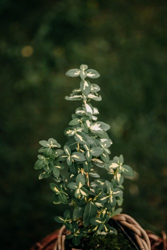 trzmielina-fortunea-euonymus-fortunei-emerald-gaiety-zielonapara-sadzonka-duza-zdrowa-pstre-bialozielone-liscie