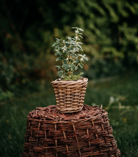 trzmielina-fortunea-euonymus-fortunei-emerald-gaiety-zielonapara-sadzonka-duza-zdrowa-pstre-bialozielone-liscie