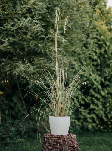 trzcinnik-ostrokwiatowy-Overdam-Calamagrostis-acutiflora-Overdam-zielonapara-zielona-para-sadzonka-0324.jpg