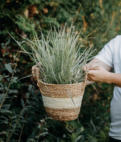 trzcinnik-ostrokwiatowy-Overdam-Calamagrostis-acutiflora-Overdam-zielonapara-zielona-para-sadzonka-0353.jpg