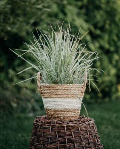 trzcinnik-ostrokwiatowy-Overdam-Calamagrostis-acutiflora-Overdam-zielonapara-zielona-para-sadzonka-0351.jpg
