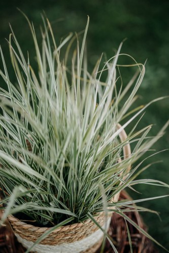 trzcinnik-ostrokwiatowy-Overdam-Calamagrostis-acutiflora-Overdam-zielonapara-zielona-para-sadzonka-0352.jpg