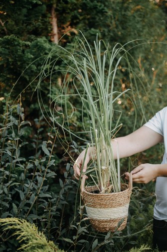 trawa-pampasowa-rozowa-cortaderia-selloana-pink-sadzonka-zielona-para
