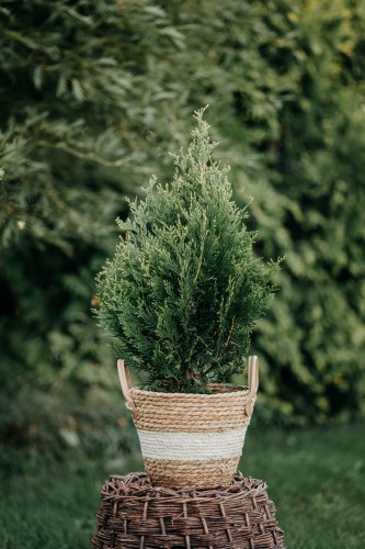 thuja-zachodnia-Kórnik-Thuja-occidentalis-Kórnik-zielonapara-zielona-para-sadzonka-0429.jpg