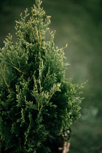 thuja-zachodnia-Kórnik-Thuja-occidentalis-Kórnik-zielonapara-zielona-para-sadzonka-0430.jpg