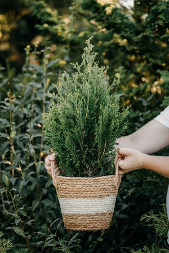 thuja-zachodnia-Kórnik-Thuja-occidentalis-Kórnik-zielonapara-zielona-para-sadzonka-0431.jpg