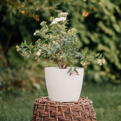 tawula-japonska-white-gold-spiraea-japonica-zolte-liscie-biale-kwiaty-sadzonka-sadzonki-zielona-para-zielonapara