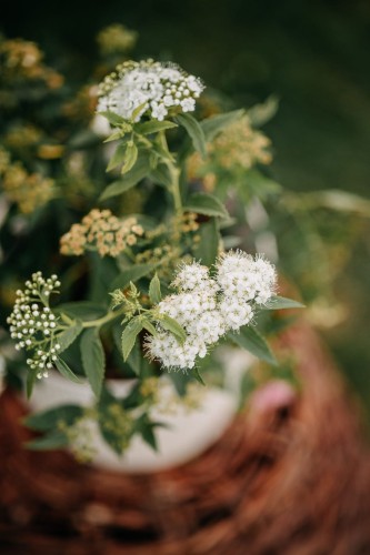 tawula-japonska-white-gold-spiraea-japonica-zolte-liscie-biale-kwiaty-sadzonka-sadzonki-zielona-para-zielonapara
