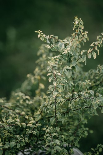 tawuła-japońska-Spiraea-japonica-zielonapara-zielona-para-sadzonka-0289.jpg