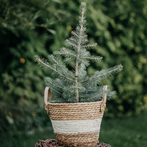 swierk-klujacy-picea-pungens-glauca-zielonapara-sadzonka-duza-zdrowa-niebieskozielone-iglaki