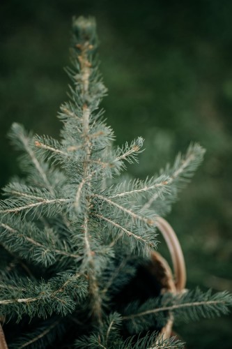 swierk-klujacy-picea-pungens-glauca-zielonapara-sadzonka-duza-zdrowa-niebieskozielone-iglaki