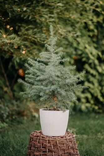 świerk-serbski-Picea-omorika-zielonapara-zielona-para-sadzonka-0621.jpg