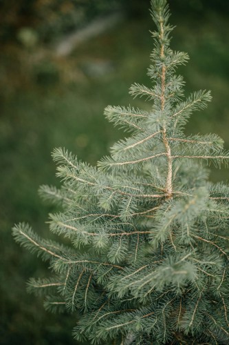 świerk-serbski-Picea-omorika-zielonapara-zielona-para-sadzonka-0622.jpg