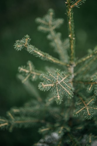 świerk-pospolity-Picea-abies-zielonapara-zielona-para-sadzonka-0263.jpg