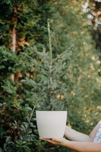 świerk-pospolity-Picea-abies-zielonapara-zielona-para-sadzonka-0268.jpg
