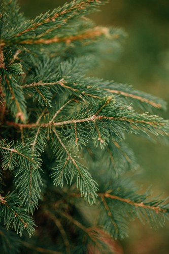świerk-pospolity-Picea-abies-zielonapara-zielona-para-sadzonka-0790.jpg