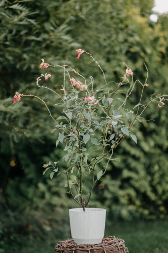 szałwia-Ember-Wish-Salvia-Ember-Wish-zielonapara-zielona-para-sadzonka-0334.jpg