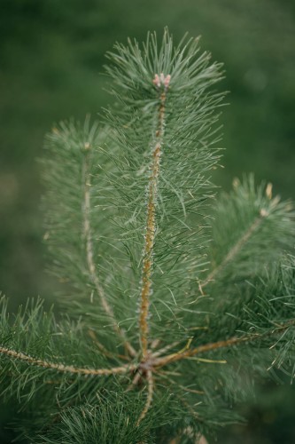 sosna-pospolita-pinus-sylvestris-zielone-igly-szybkorosnace-drzewo-iglaste-sadzonka-sadzonki-zielona-para-zielonapara
