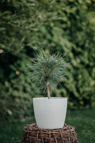 sosna-czarna-Pinus-nigra-zielonapara-zielona-para-sadzonka-0413.jpg
