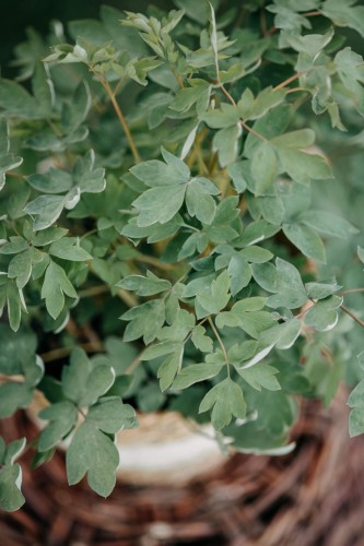 serduszka-okazała-Dicentra-spectabilis-zielonapara-zielona-para-sadzonka-0307.jpg